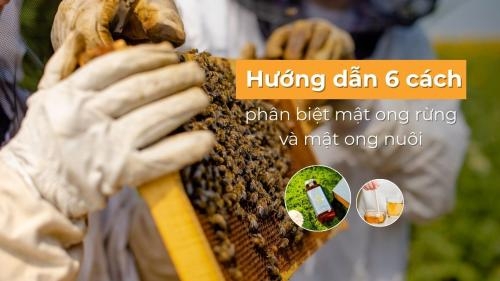 Cách phân biệt mật ong rừng và mật ong nuôi qua 6 phương pháp